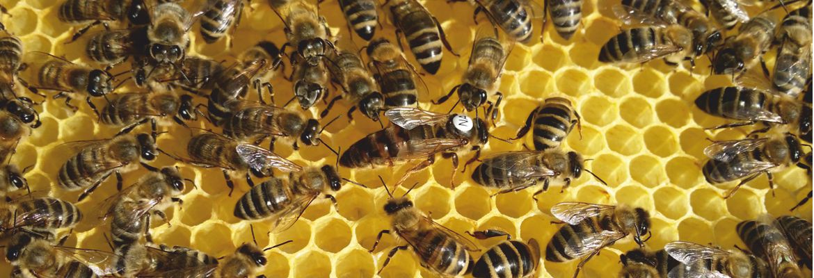 Matki pszczele jednodniowe lub unasiennione